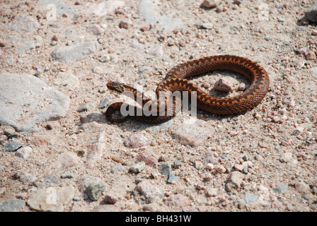 Addierer oder gemeinsame Viper (Vipera Berus) verschieben auf dem Boden an Glen Lui. Stockfoto