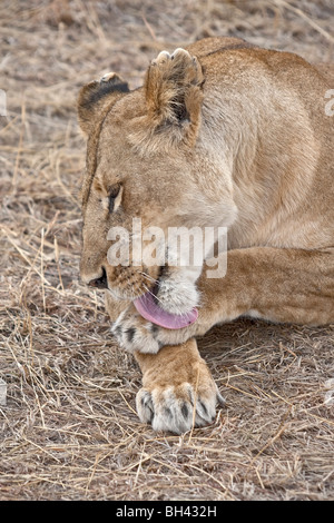 Weiblichen afrikanischen Löwen Pflege und Ruhe. Stockfoto