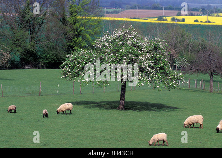 SCHAFE UND BLÜHENDE BIRNBÄUME, MORTAGNE-AU-PERCHE, ORNE (61), FRANKREICH Stockfoto