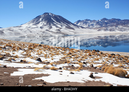 Laguna Miscanti Chile Stockfoto