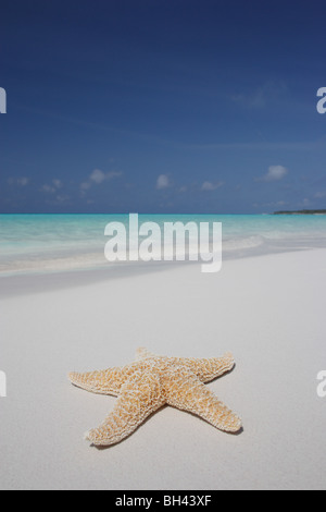 Seestern auf dem Sand auf einem einsamen tropischen Strand Stockfoto