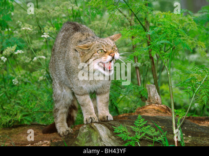 Weibliche schottische Wildkatze (Felis Sylvestris) Knurren. In Gefangenschaft. Stockfoto