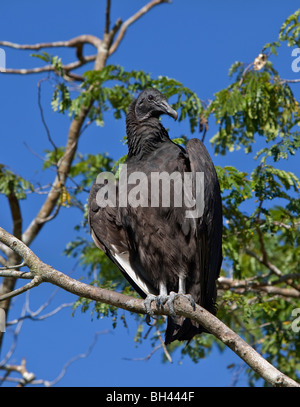 Amerikanische Schwarzgeier, Coragyps atratus Stockfoto