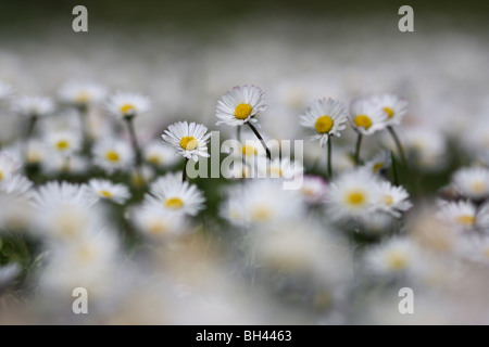 Bereich der Gänseblümchen im Frühling. Stockfoto