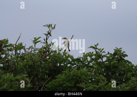 Fitis (Phylloscopus Trochilus) im Busch. Stockfoto