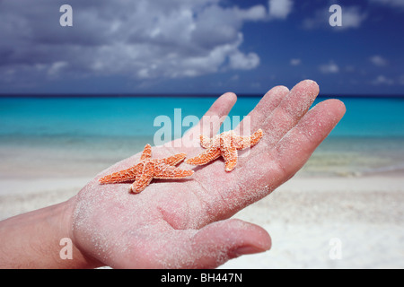 Die Handfläche eines Mannes Hand mit zwei kleinen Seestern auf einem einsamen tropischen Strand Stockfoto