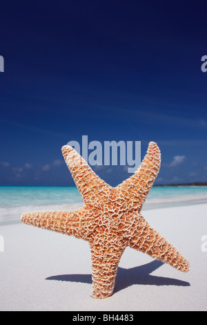 Seestern auf dem Sand auf einem einsamen tropischen Strand Stockfoto