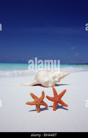 Zwei Seesternen und einer großen Muschel auf dem Sand auf einem einsamen tropischen Strand Stockfoto