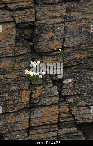 Geruchlos Mayweed (Tripleurospermum Inodorum) wächst auf rissige Flechten bedeckt Sandstein-Klippen bei Noss Head. Stockfoto