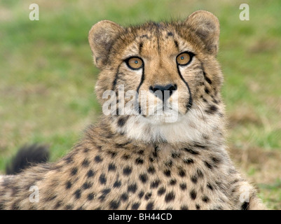 Erwachsene Geparden (Acinonyx Jubatus) tierischen Kopf und Schultern. In Gefangenschaft. Stockfoto