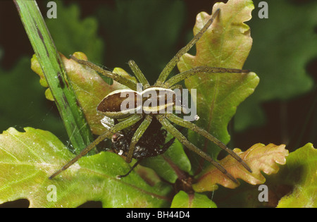 Floß-Spinne (Dolomedes Fimbriatus) auf Eiche Blätter in der Nähe von Wasser Beute zu essen. Stockfoto