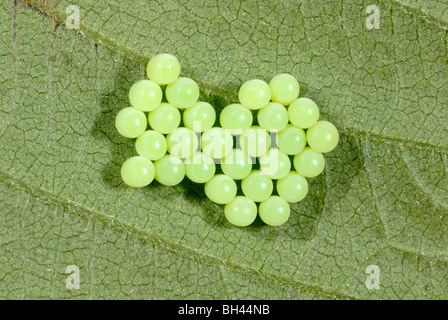 Ei-Cluster (von Shieldbug (Palomena Prasina) auf der Unterseite des Blattes. Stockfoto