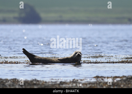 Seehunde (Phoca Vitulina) geschleppt heraus auf den Cromarty Firth. Stockfoto