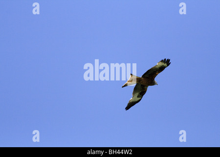Rotmilan (Milvus Milvus) am Himmel kreisen. Stockfoto