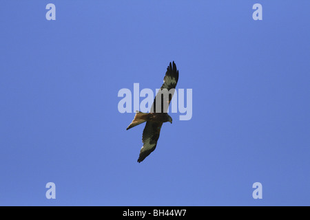 Rotmilan (Milvus Milvus) schweben in den Himmel, während die Jagd über die Felder auf der Black Isle Stockfoto