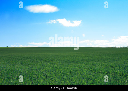 Großen Bereich der jungen Weizen wachsen unter einem strahlend blauen Himmel auf Black Isle. Stockfoto