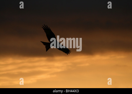 Ein Rotmilan (Milvus Milvus) auf der Flucht vor einem dramatischen Himmel abhebt. Stockfoto