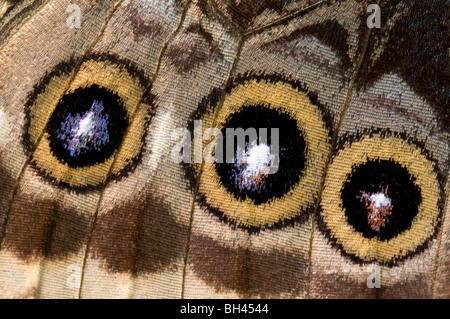 Flügel-Markierungen der blauen Morpho Schmetterlinge (Morpho Peleides) zeigt Auge-Spots. Stockfoto