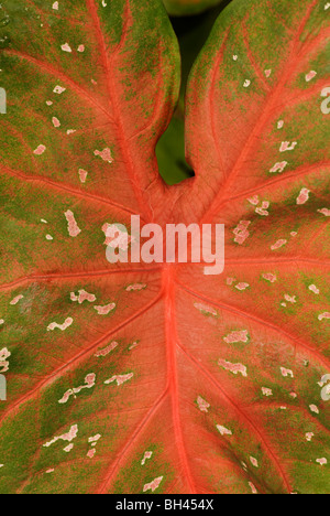 Rote und grüne Taro, oder Elefanten-Ohr-Blatt oder Colocasia Esculenta, close-up im Garten Stockfoto