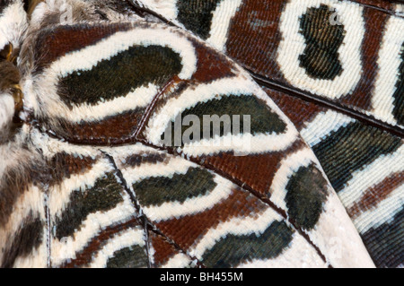 Underwing Abzeichen von zweiseitigen Pascha Schmetterling (Charaxes Jasius). Stockfoto