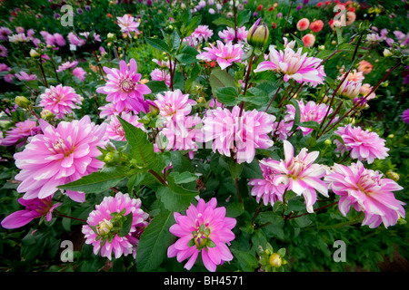 Rosa karierte Dahlie. Swan Island Dalia Farm. Canby, Oregon Stockfoto