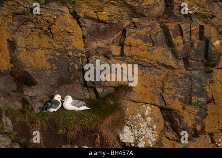 Paar der Eissturmvogel (Fulmarus Cyclopoida) nisten auf Flechten bedeckt Klippe. Stockfoto