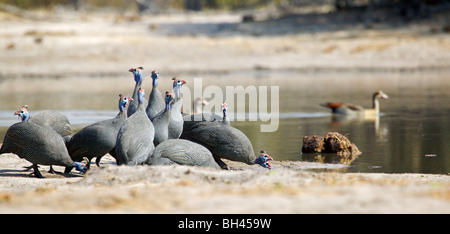 Ein Dutzend behelmter Perlhühner (Numida Meleagris) Fütterung von Wasserstelle. Stockfoto