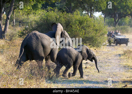 Afrikanischen Bush Elefanten (Loxodonta Africana) Kreuzung Pfad der Safari Jeep. Stockfoto