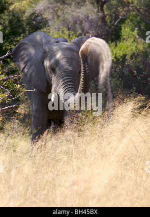 Afrikanischer Bush Elefant (Loxodonta Africana) besprühen Staub auf dem Rücken. Stockfoto