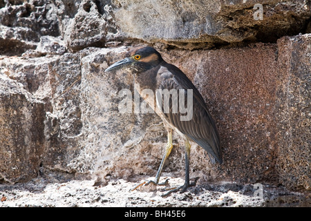 Der gelbe gekrönte Nachtreiher thront auf einem Lava Felsvorsprung über dem Meer Genovesa Turm Insel Galapagosinseln Ecuador Stockfoto