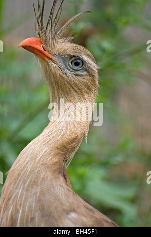 Nahaufnahme von rotbeinige seriema Stockfoto