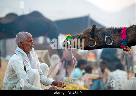 Kamel Händler starrte auf seinem Kamel, um es bei der Pushkar Camel fair zu beruhigen. Stockfoto