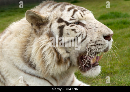 Weißen Bengal-Tiger (Panthera Tigris Tigris). Profil von männlichen keuchend hautnah. Stockfoto
