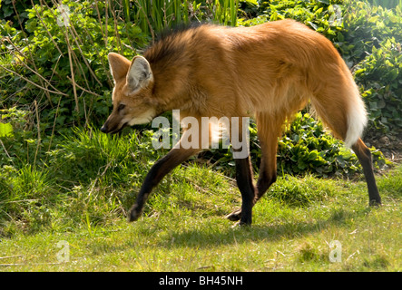Mähnenwolf (Chrysocyon Brachyurus) ausgeführt. Stockfoto