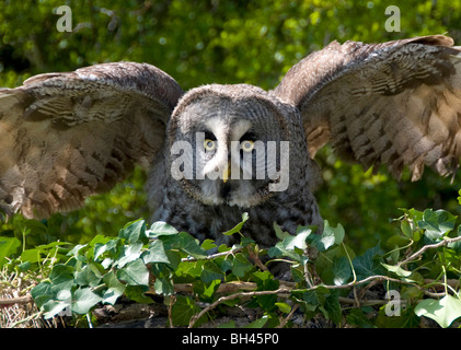 Bartkauz (Stix Nebulosa). Nahaufnahme der Altvogel mit offenen Flügeln. Stockfoto