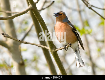 Buchfinken (Fringilla Coelebs). Männlicher Gesang im Baum. Stockfoto
