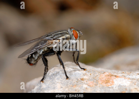 Fleisch-Fly (Sarcophaga Carnaria) im Ruhezustand auf Felsen im trockenen Gestrüpp Lebensraum. Stockfoto