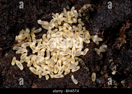 Schwarzer Garten Ameisen (Lasius Niger) Larven in Komposthaufen im Garten. Stockfoto