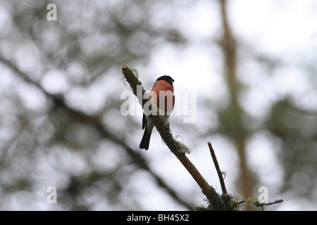 Männliche Gimpel (Pyrrhula Pyrrhula) im Pinienwald. Stockfoto