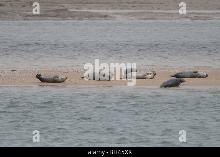 Seehunde (Phoca Vitulina) holte auf Sandbank im Loch Flotte Naturreservat. Stockfoto