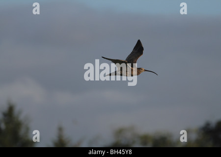 Brachvogel (Numenius Arquata) im Flug bei Sonnenuntergang. Stockfoto