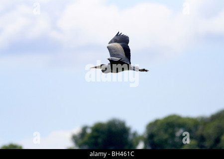 Graue Reiher (Ardea Cinerea) im Flug entlang des Flusses in Tain. Stockfoto