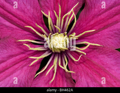 Clematis 'Ville de Lyon'. Nahaufnahme der Blüte Mitte. Stockfoto