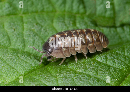 Gemeinsamen Pille Assel (Armadillidium Vulgare) ruht auf Blatt im Wald. Stockfoto