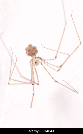 Spinne Papa lange Beine Spinne (Pholcus Phalangioides) weibliche Iupside-Down Keller Stockfoto