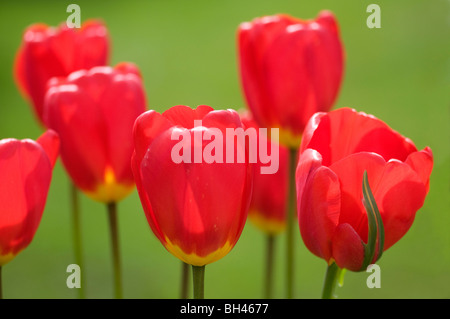 Rote Tulpen in Nahaufnahme, wächst in einer Gruppe vor dem Hintergrund der grünen Rasen im Garten. Stockfoto