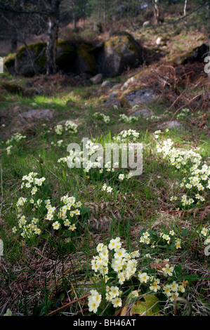 Wilde Primel (Primula Vulgaris) bei der Verbrennung o-Mehrwertsteuer, Muir Dinnet. Stockfoto