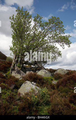 Verkümmerte Eberesche (Fraxinus Excelsior) auf Glen Muick. Stockfoto