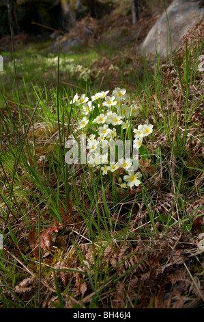 Wilde Primel am Brennen o ' Mehrwertsteuer, Muir Dinnet. Stockfoto