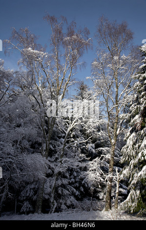 Birken und Kiefern bedeckt auf hellen Wintertag im Schnee. Stockfoto